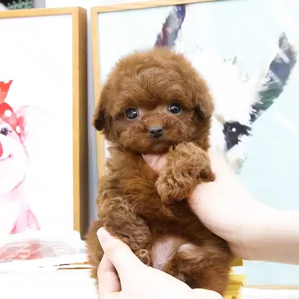 Sevgi Dolu Ozel Toy Poodle Yavrularım