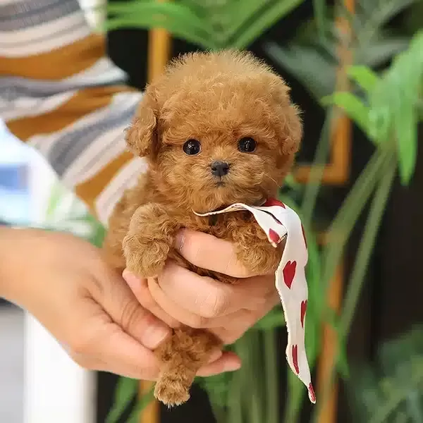 Cok Ozel Kore Toy Poodle Bebişlerimiz