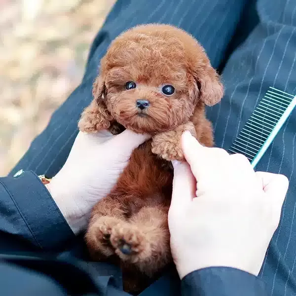 Seker Kivaminda Toy Poodle Yavrularım