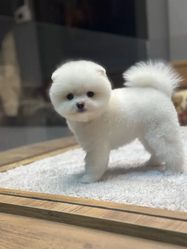 Ayı Surat Pomeranian Boo Yavrularımız