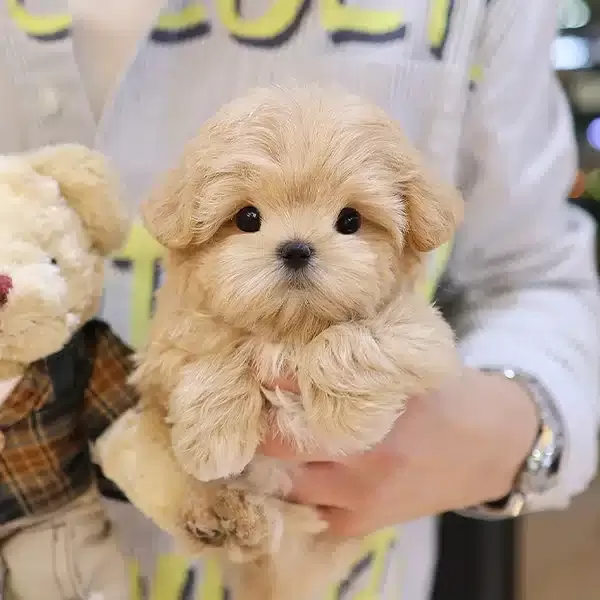 Top Kafa Ozel Maltipoo Bebeklerimiz