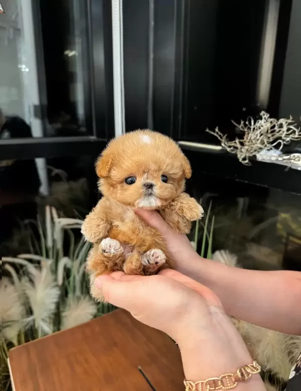 Flash Guzellikteki Toy Poodle Bebişlerimiz