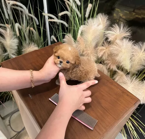 Flash Guzellikteki Toy Poodle Bebişlerimiz