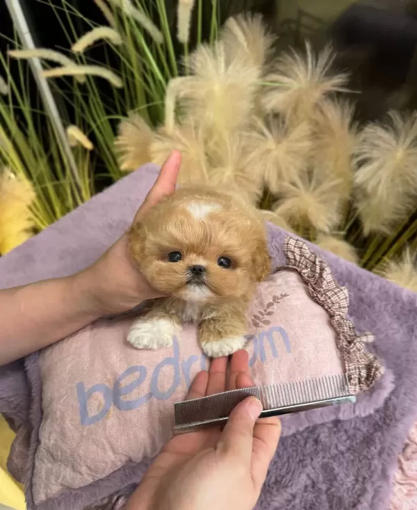 Turkiyenin En güzel Korean Poodle Bebisleri