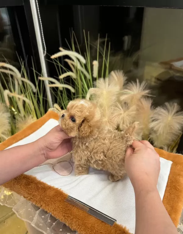 Turkiyenin En güzel Korean Poodle Bebisleri