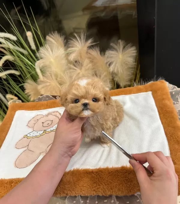 Turkiyenin En güzel Korean Poodle Bebisleri