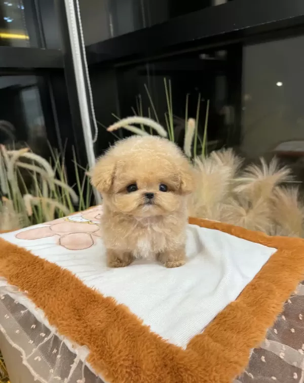 Huzur Dolu Sevgi Arsizi Toy Poodle Bebeklerimiz