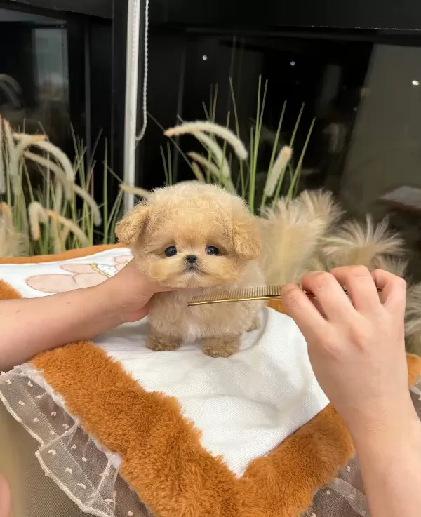 Huzur Dolu Sevgi Arsizi Toy Poodle Bebeklerimiz