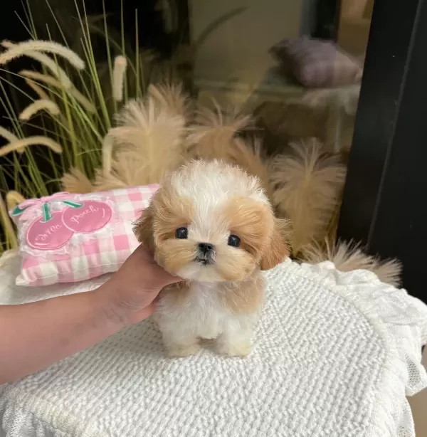 Minnak Tatli Korean Toy Poodle Cocuklarim