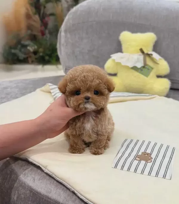 Ozelmi Ozel Kore Toy Poodle Bebişlerimiz