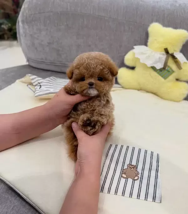 Ozelmi Ozel Kore Toy Poodle Bebişlerimiz