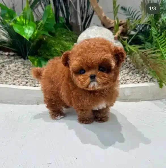Cok Uysal Sevgi Dolu Toy Poodle Yavrularım