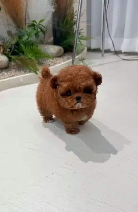 Cok Uysal Sevgi Dolu Toy Poodle Yavrularım