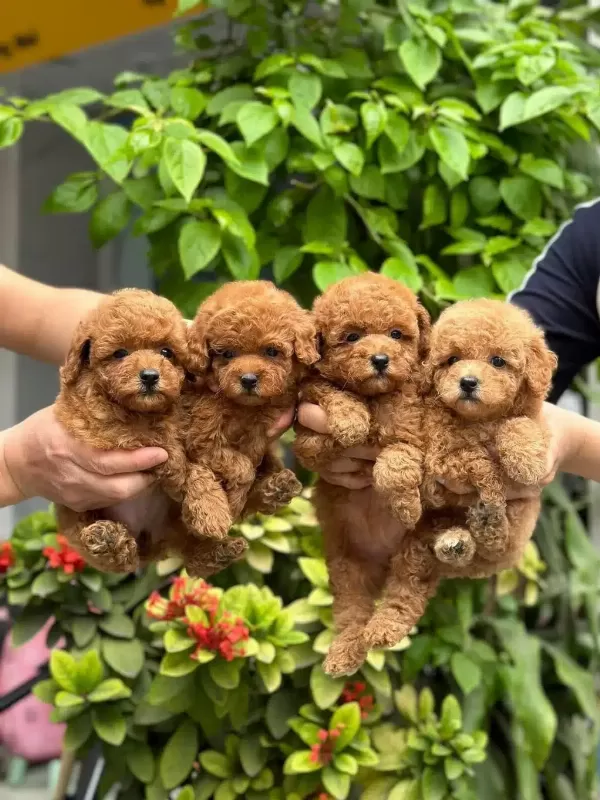 Cok Ozel Red Renk Maltipoo Cocuklarim