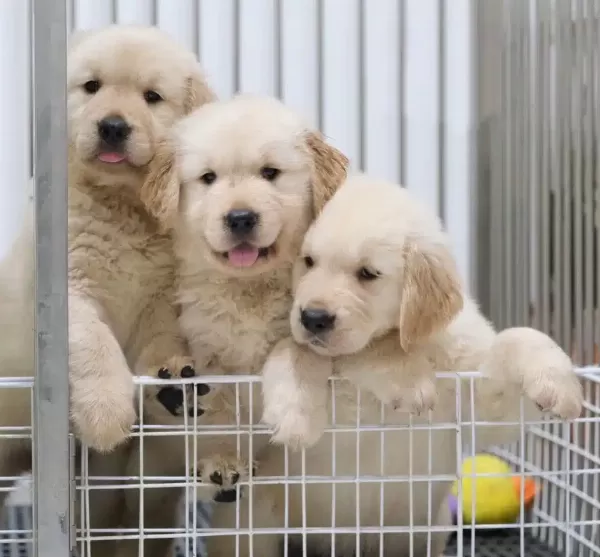 Golden Retriever Efsane Yavrular