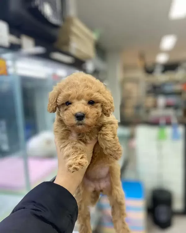 F2 Maltipoo Yavruları