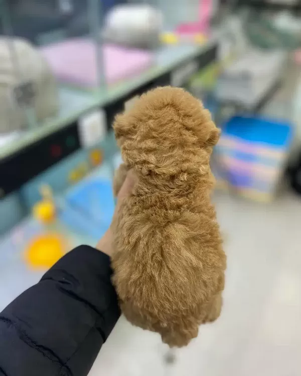 F2 Maltipoo Yavruları