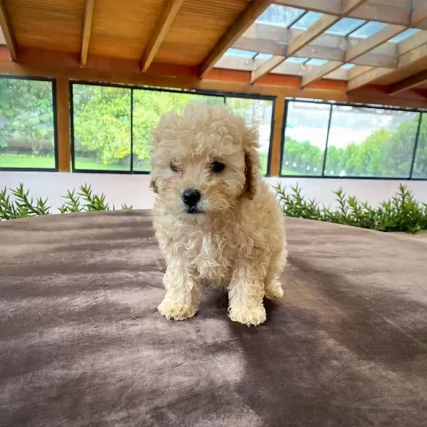 Orjinal Maltipoo Yavruları