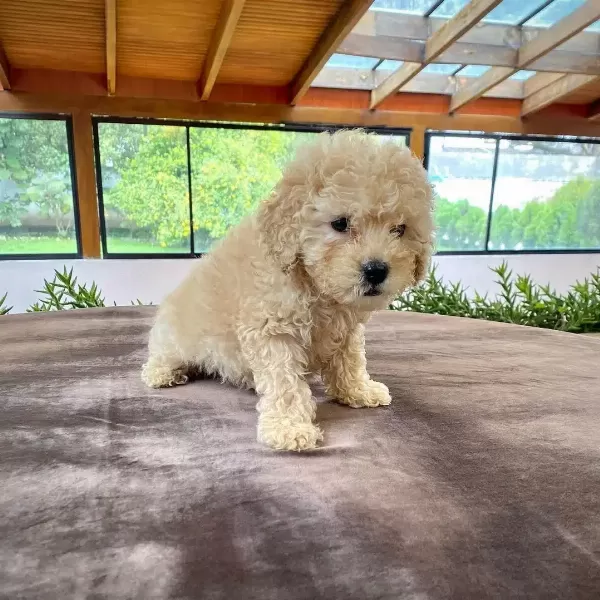Orjinal Maltipoo Yavruları
