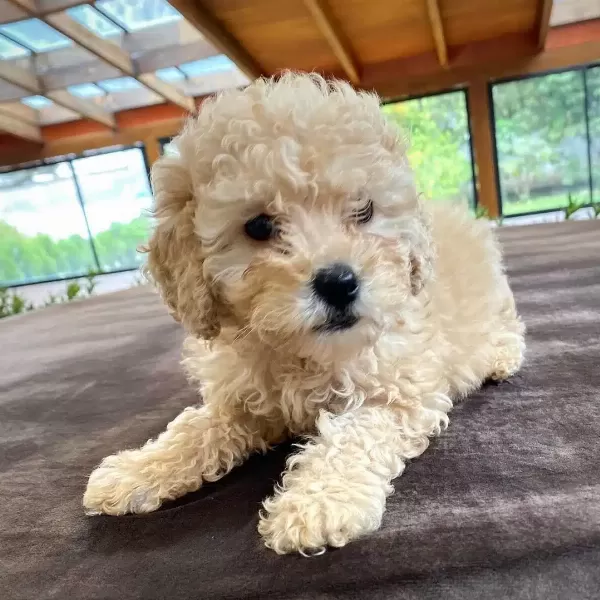 Orjinal Maltipoo Yavruları