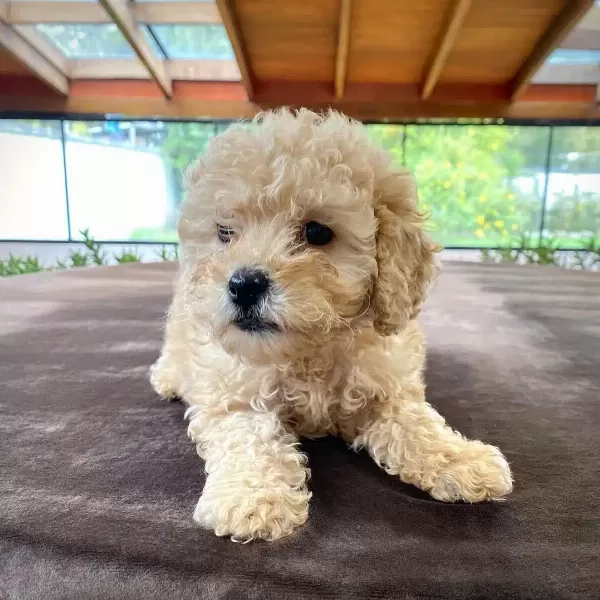 Orjinal Maltipoo Yavruları