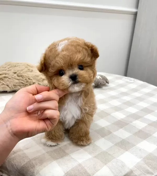 Koreli Cilgin Apricot Toy Poodle Yavrularımiz