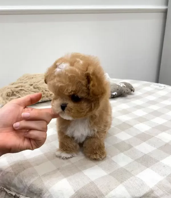 Koreli Cilgin Apricot Toy Poodle Yavrularımiz