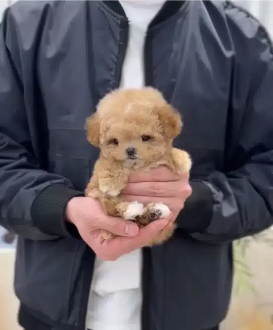 Show Kalite Kore Toy Poodle Bebeklerimiz