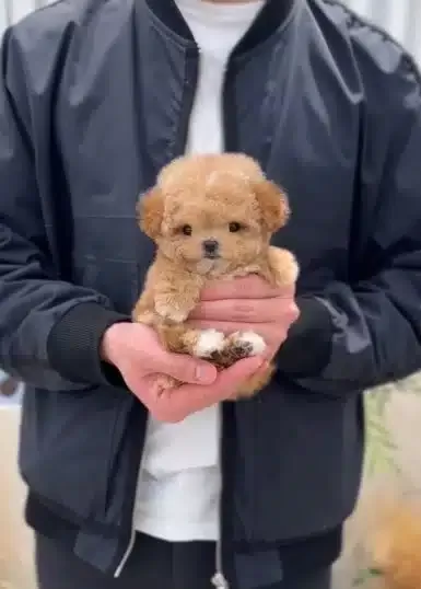 Show Kalite Kore Toy Poodle Bebeklerimiz