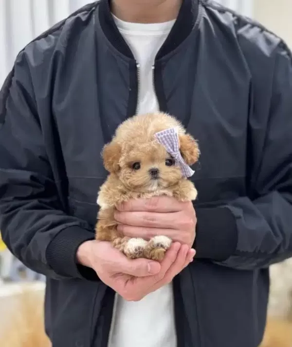 Show Kalite Kore Toy Poodle Bebeklerimiz