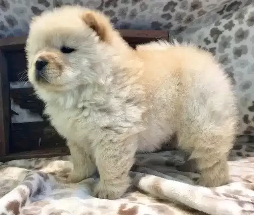 Irk Garantili Chow Chow Yavruları