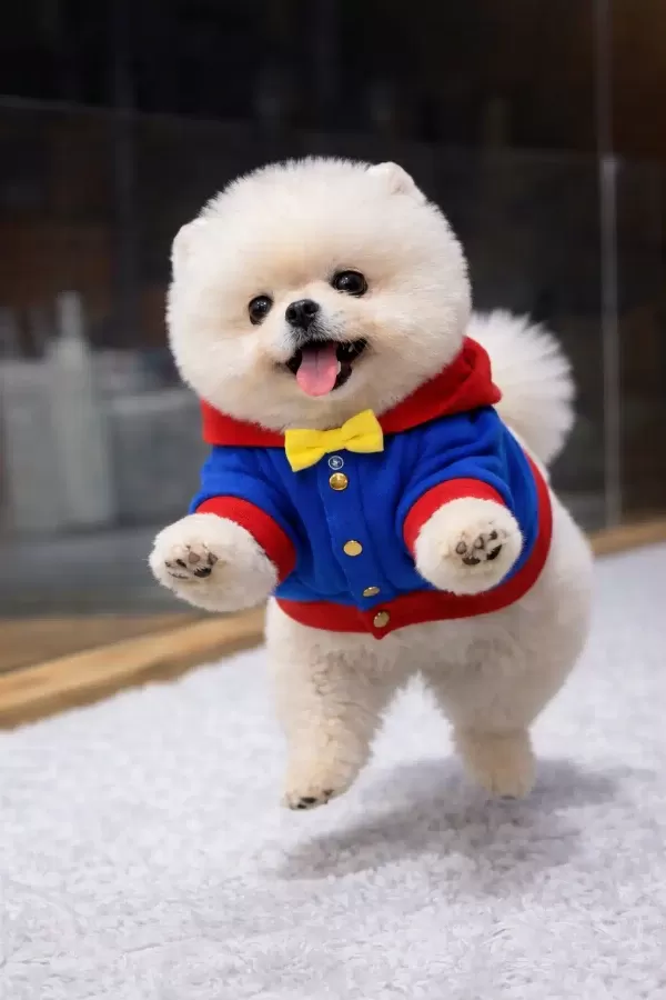 Orjinal Ayı Surat Pomeranian