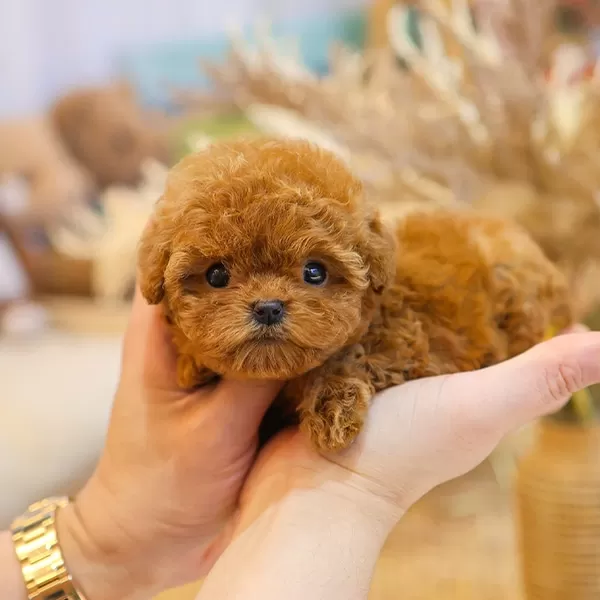 Teacup Boyut Lu Avuc Ici Kadar Toy Poodle Yavrularim