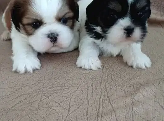 Ankaradan Ücretsiz Shih-Tzu