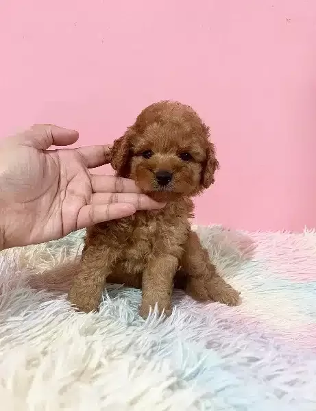 Sevimli Toy Poodle Yavruları
