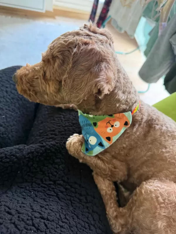 Eğitimli Toy Poodle Oğlumuz