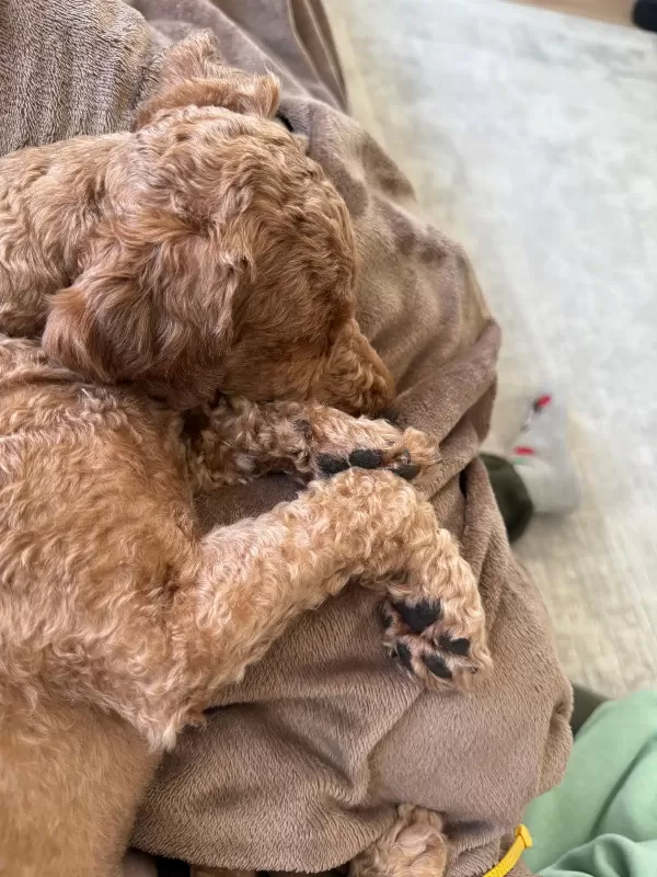 Eğitimli Toy Poodle Oğlumuz