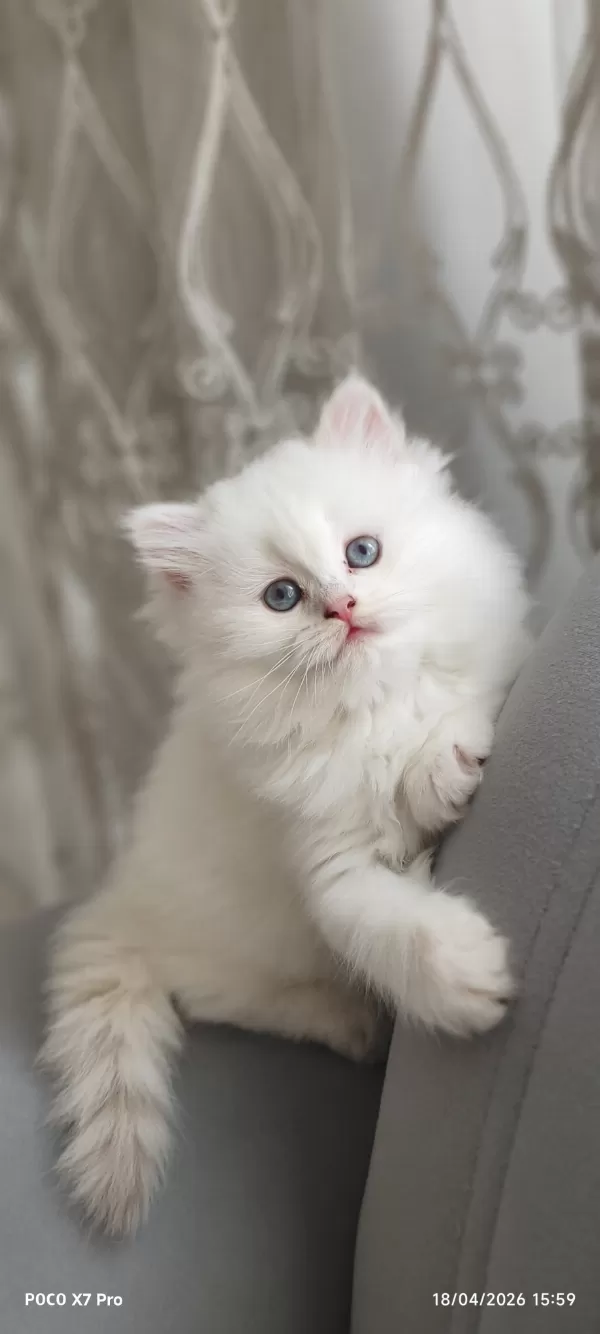 A Kalite Safkan British Longhair