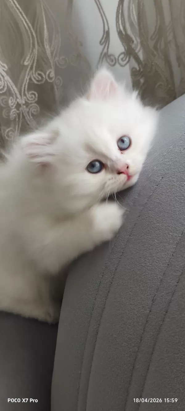 A Kalite Safkan British Longhair