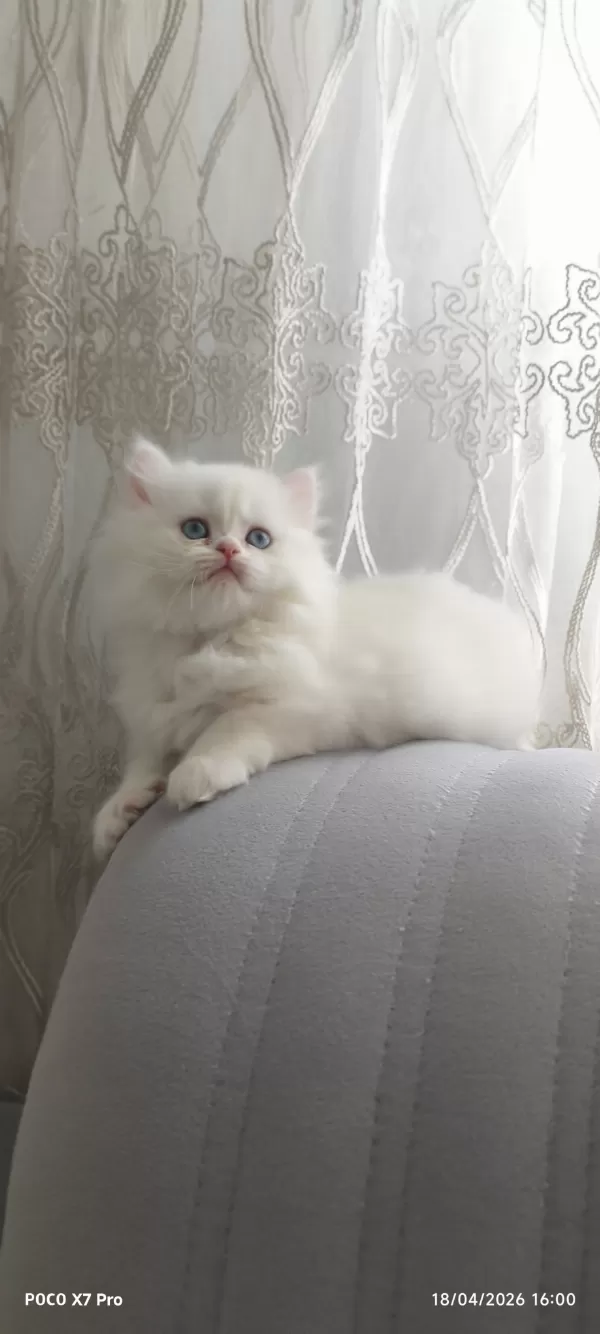 A Kalite Safkan British Longhair