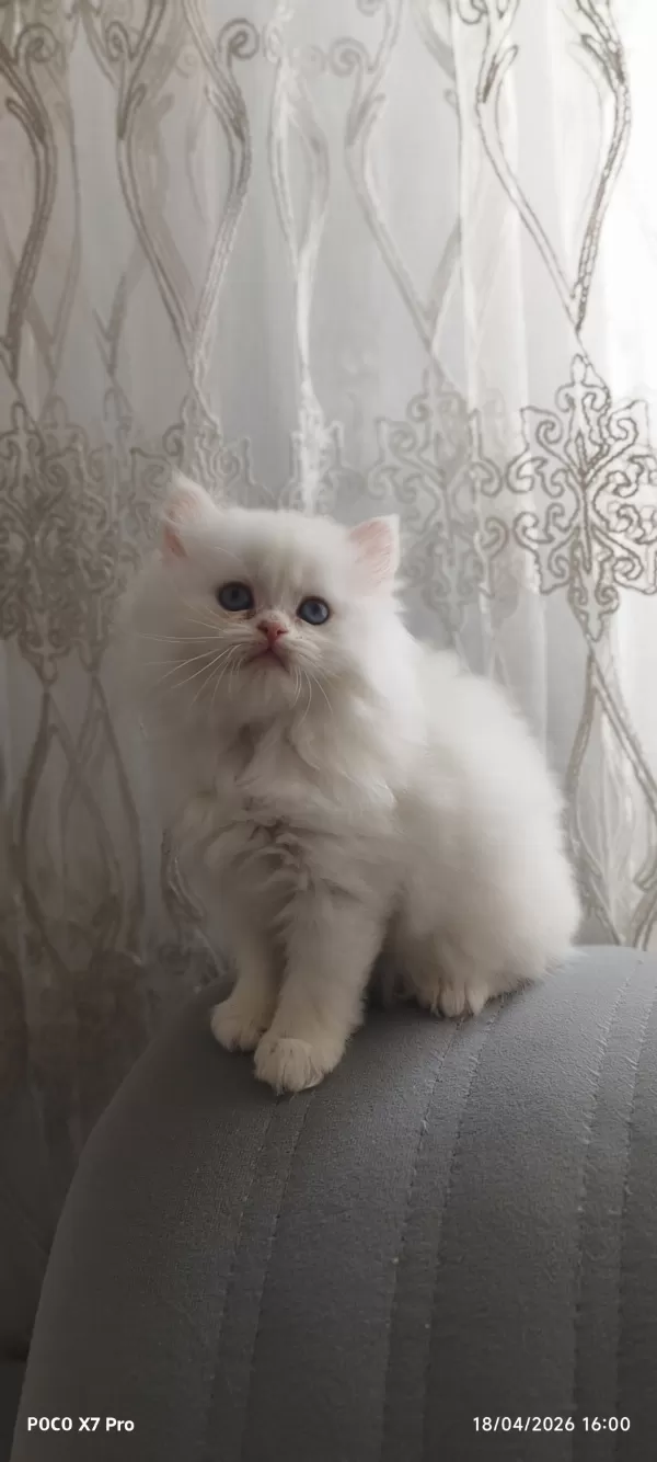A Kalite Safkan British Longhair