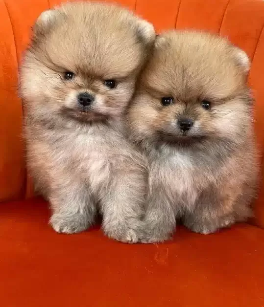 Özel Pomeranian Boo Yavruları