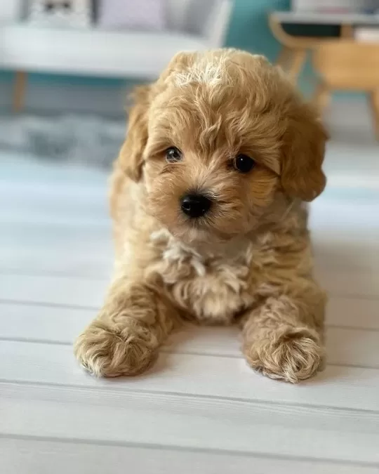 Irk Garantili Maltipoo Yavruları