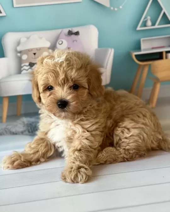 Irk Garantili Maltipoo Yavruları