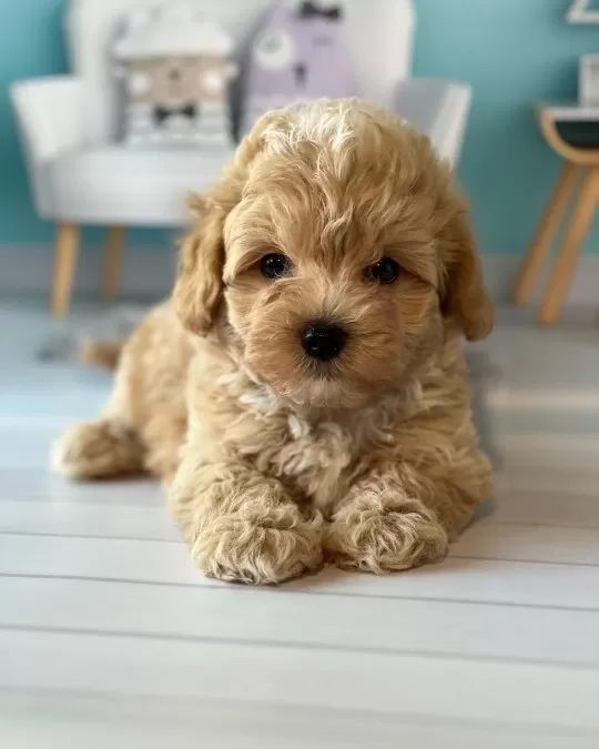Irk Garantili Maltipoo Yavruları