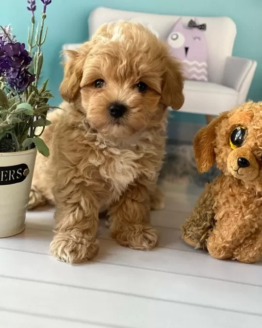 Irk Garantili Maltipoo Yavruları