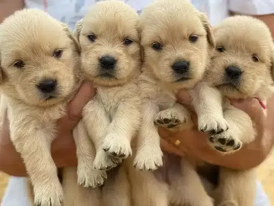 Sevimli Golden Retriever Yavruları