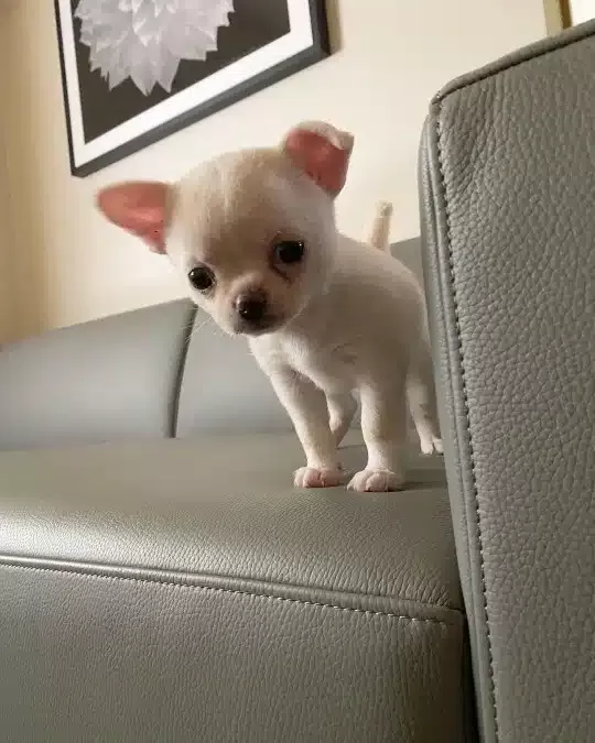 Irk Garantili Chihuahua Yavruları