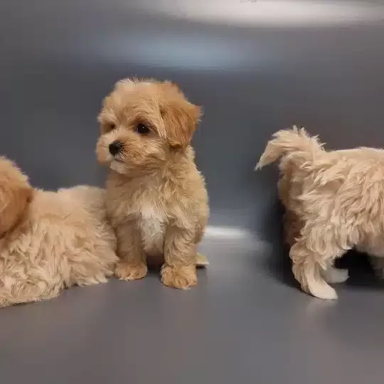 Sevimli Maltipoo Yavruları