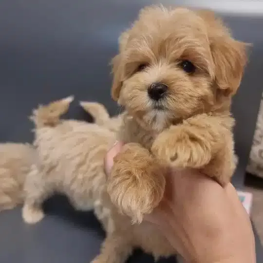 Sevimli Maltipoo Yavruları